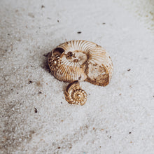 Load image into Gallery viewer, Bay Studs